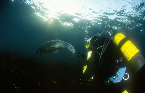 Diver n Seal