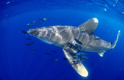 Oceanic White Tip Shark